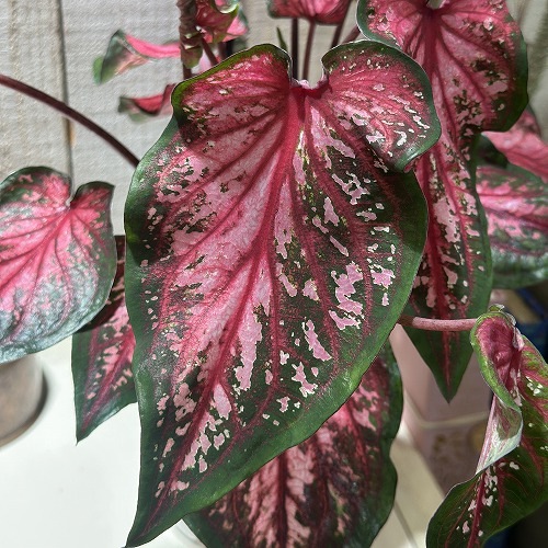 カラジウム ハートトゥハート(R) スカーレット フレイム 4号(個体