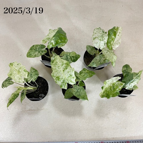 t*o様 アロカシア　シンポ　バリエガータ d02b0edd3e89c4379cf44bbadffa39