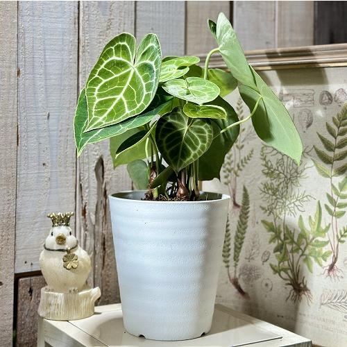 アンスリウム グラシール 5号吊り鉢 アンスリウム:グラシール 5号硬質 アンスリウム グラシール 5号吊り鉢 アンスリウム:グラシール 5号硬質