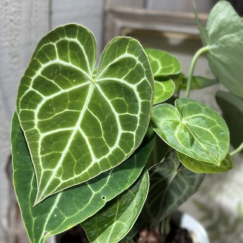 Anthurium Rubrinervium ルブリネルビウム Anthurium Rubrinervium ルブリネルビウム Anthurium Rubrinervium