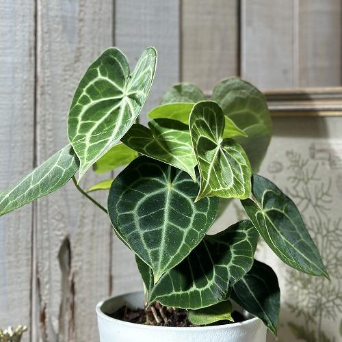 アンスリウム クラリネルビウム(アンスリューム クラリネルウィウム) 5