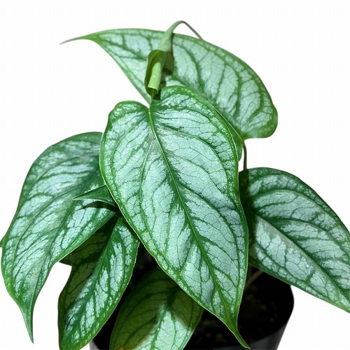 爆レア モンステラ モルテーザ 花宇宙 原種 ブラジル原産 アロイド 爆レア モンステラ モルテーザ 花宇宙 原種 ブラジル原産