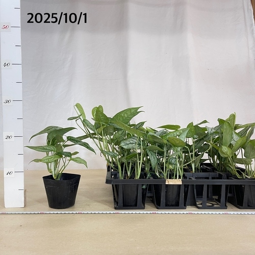 モンステラ シルテペカーナ(シルテペカナ) 3.5号ポット(個体おまかせ1