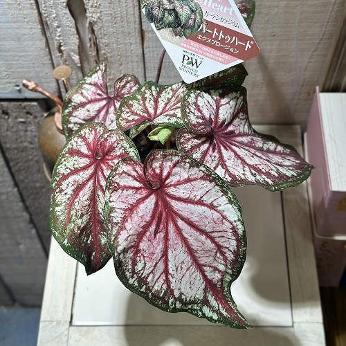 カラジウム ハートトゥハート(R) エクスプロージョン 4号(個体おまかせ