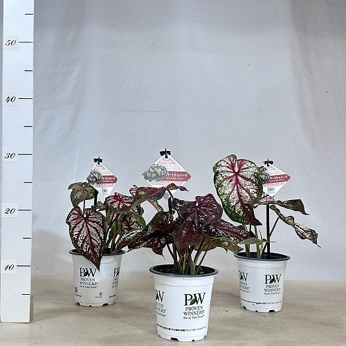 カラジウム ハートトゥハート(R) エクスプロージョン 4号(個体おまかせ