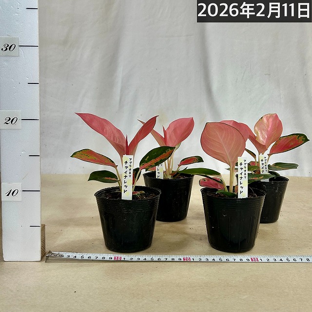 アグラオネマ チャイナレッド 3.5号ポット(個体おまかせ1鉢)｜芳樹園