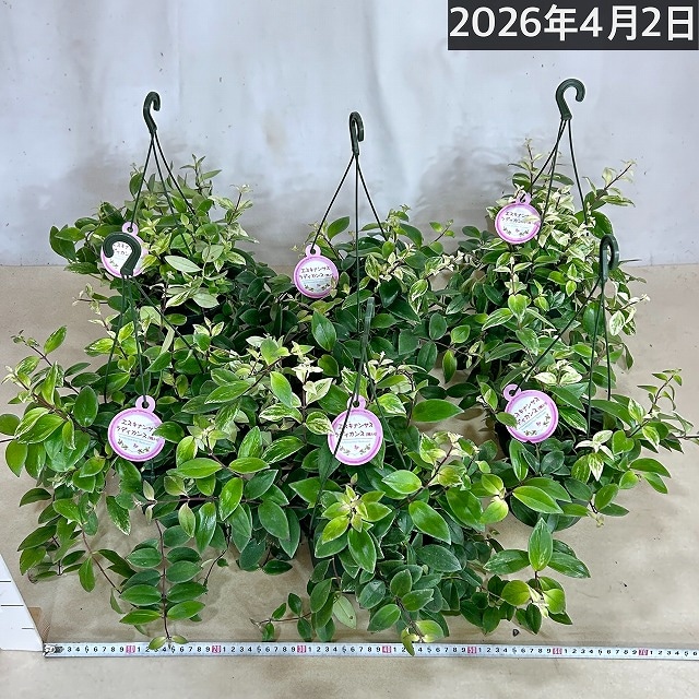 斑入りエスキナンサス ラディカンス バリエガータ(白斑) 5号吊り鉢