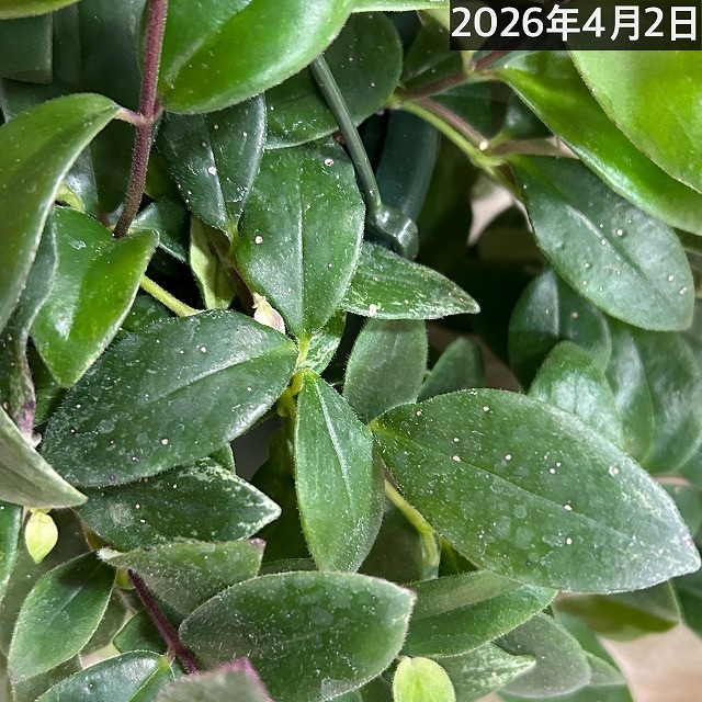 斑入りエスキナンサス ラディカンス バリエガータ(白斑) 5号吊り鉢