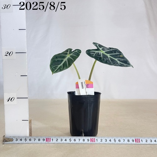 アロカシア ハートバルーン ピンク 斑入り Heart Balloon var. ALOCASIA HEART BALLON VARIGATED / アロカシア ハートバルーン