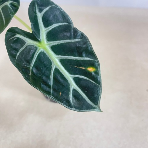 アロカシア ハートバルーン(ベイビー) 3号ロングポット｜芳樹園