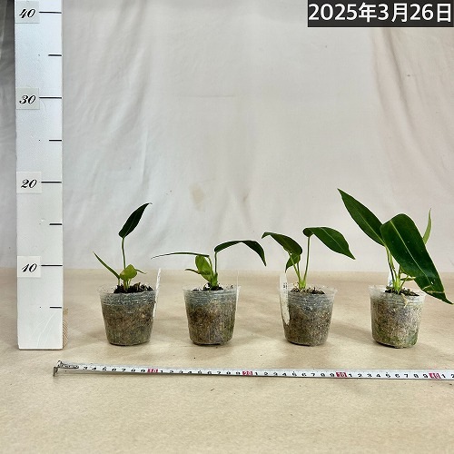 ［現品］【珍しい】3番　アンスリウム　ワロクアーナム　2.5号　観葉植物　室内 Amazon｜アンスリウム ワロクアーナム 3.5号 アーバンジャングル