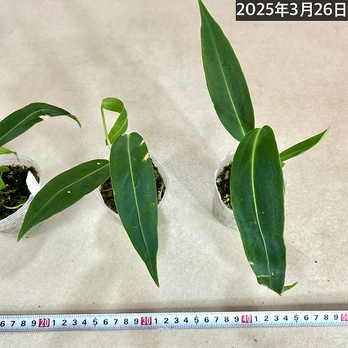 ［現品］【珍しい】3番　アンスリウム　ワロクアーナム　2.5号　観葉植物　室内 img255959.jpg