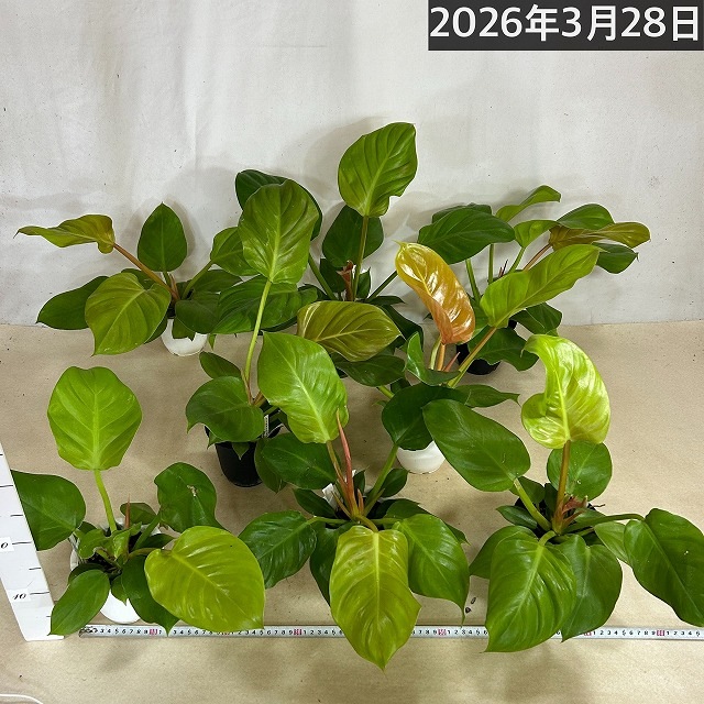 訳あり特価】フィロデンドロン メリノニーゴールド 4号(個体おまかせ1