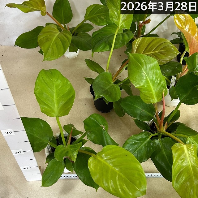 訳あり特価】フィロデンドロン メリノニーゴールド 4号(個体おまかせ1