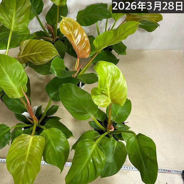 訳あり特価】フィロデンドロン メリノニーゴールド 4号(個体おまかせ1