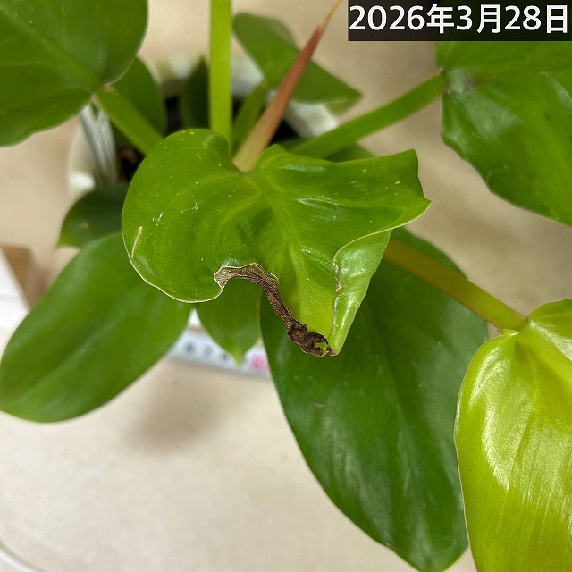 訳あり特価】フィロデンドロン メリノニーゴールド 4号(個体おまかせ1