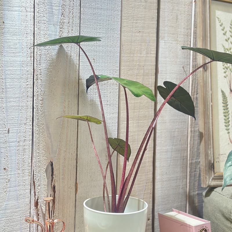 アロカシア ユカタンプリンセス 4号ロング白鉢(個体おまかせ1鉢