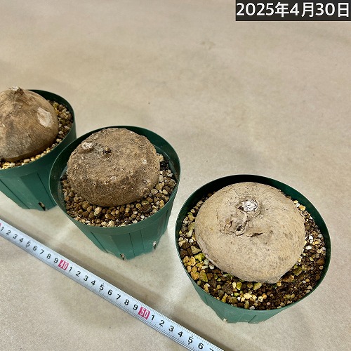 ステファニア エレクタ 未発根裸苗 8～10cm球(おまかせ1球)｜芳樹園