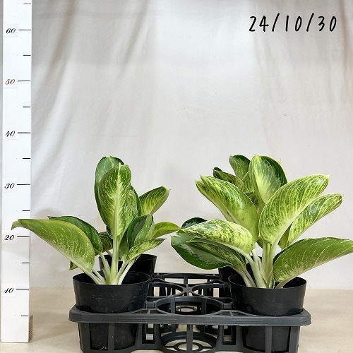 専用　アグラオネマ　A アグラオネマ カンクン 6号 ｜芳樹園オンラインショップ