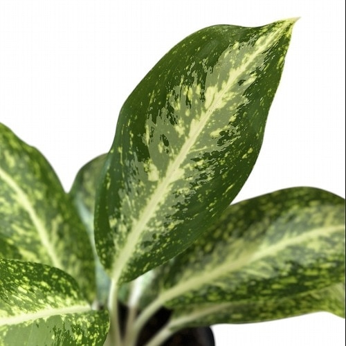 アグラオネマ パランサップ 5号｜芳樹園オンラインショップ