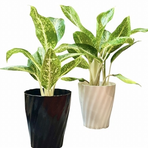 アグラオネマ パランサップ 5号｜芳樹園オンラインショップ