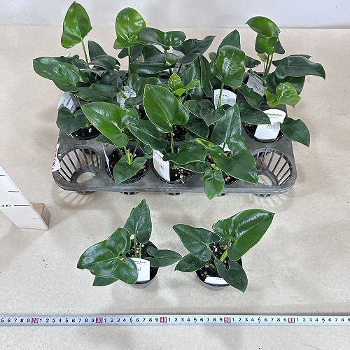 フィロデンドロン ゴエルディ 観葉植物 フィロデンドロン ゴエルディ 2.5号ポット(個体おまかせ1鉢