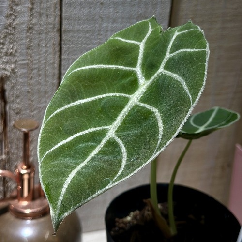 葉傷みあり】アロカシア ワトソニア 3号硬質ロングポット(個体おまかせ