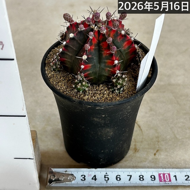 ギムノカリキウム ミハノビッチ(緋牡丹錦) 3号 個体B(現品)｜芳樹園