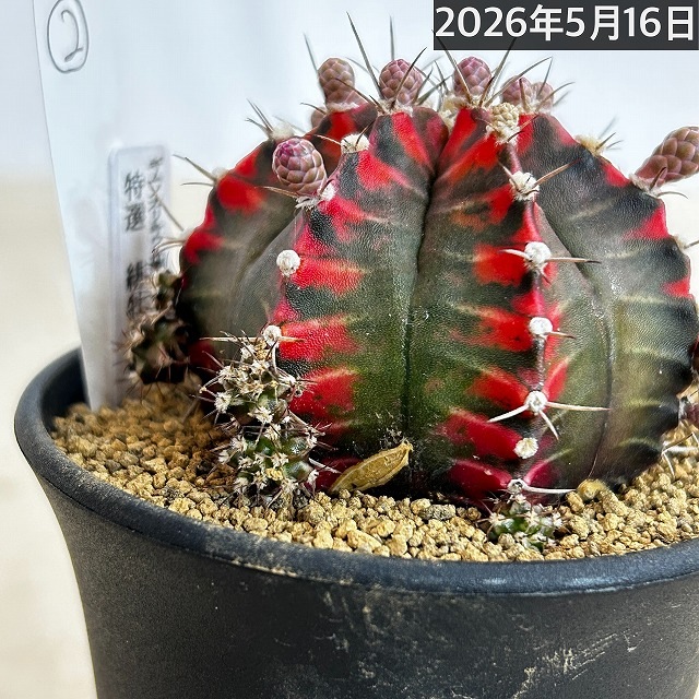 ギムノカリキウム ミハノビッチ(緋牡丹錦) 3号 個体B(現品)｜芳樹園