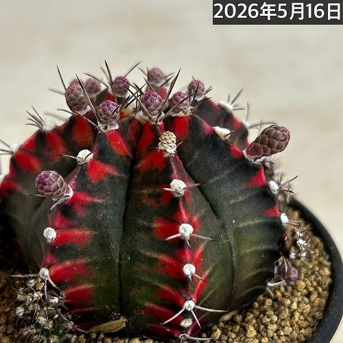 ギムノカリキウム ミハノビッチ(緋牡丹錦) 3号 個体B(現品)｜芳樹園