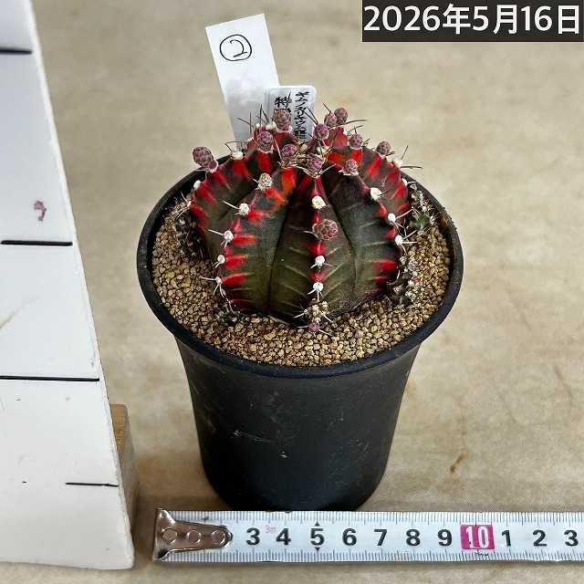 ギムノカリキウム ミハノビッチ(緋牡丹錦) 3号 個体B(現品)｜芳樹園