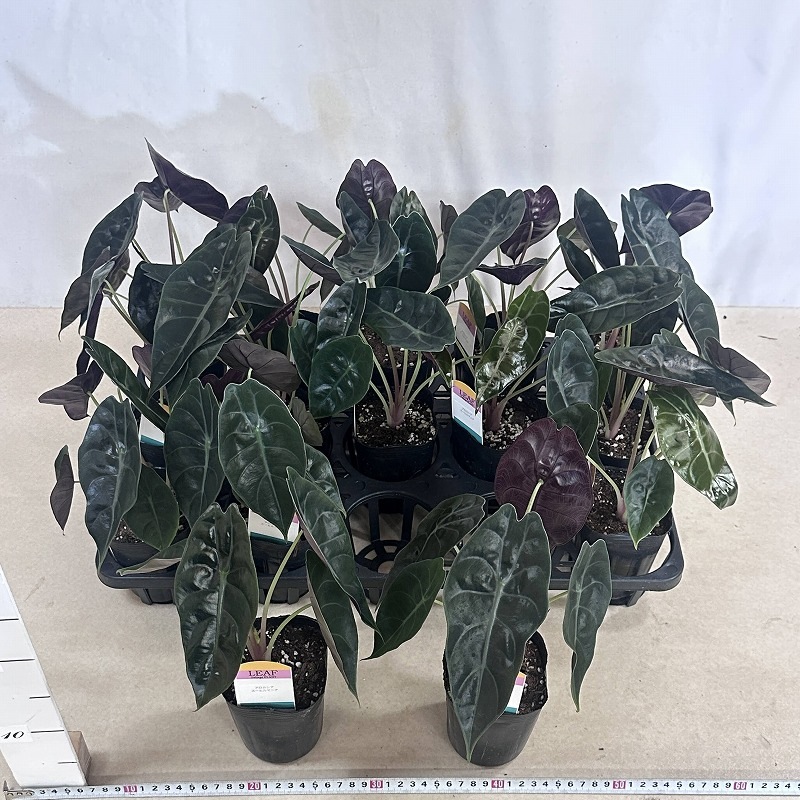 アロカシア スーヒルマニア 3号ロングポット(個体おまかせ1鉢)｜芳樹園