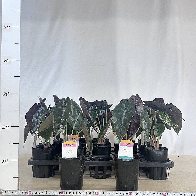 アロカシア スーヒルマニア 3号ロングポット(個体おまかせ1鉢)｜芳樹園