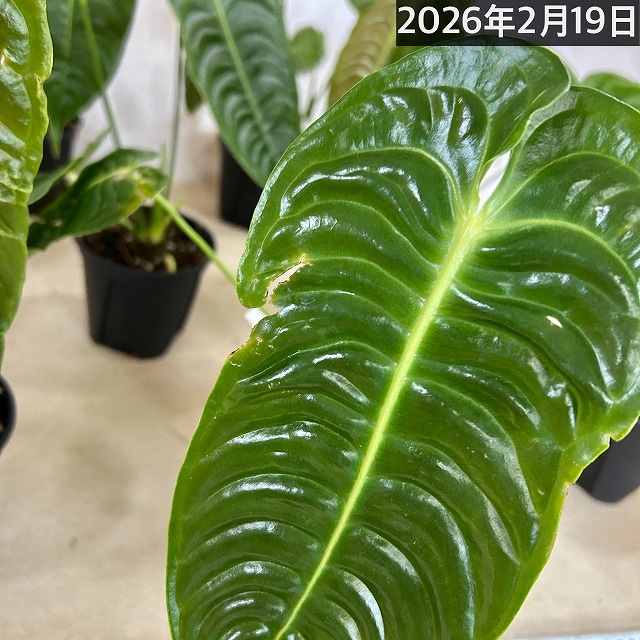 アンスリウム ベイチー(ヴィーチー) 4号スリット鉢(個体おまかせ1鉢