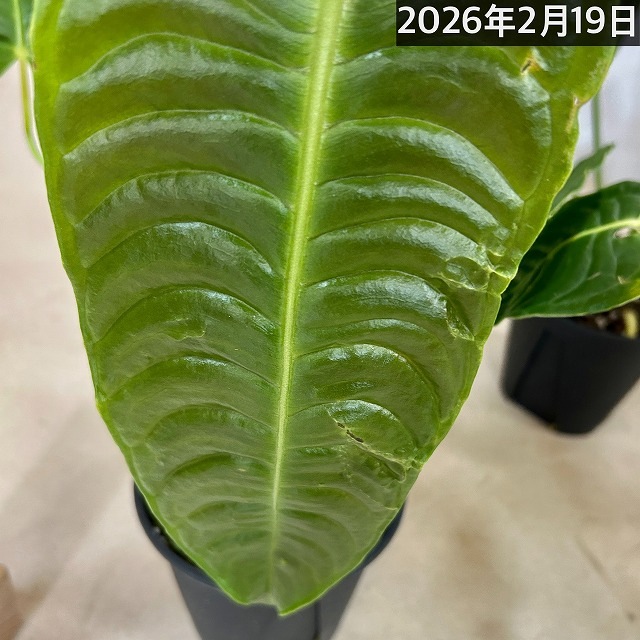 アンスリウム ベイチー(ヴィーチー) 4号スリット鉢(個体おまかせ1鉢