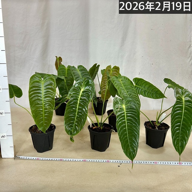 アンスリウム ベイチー(ヴィーチー) 4号スリット鉢(個体おまかせ1鉢