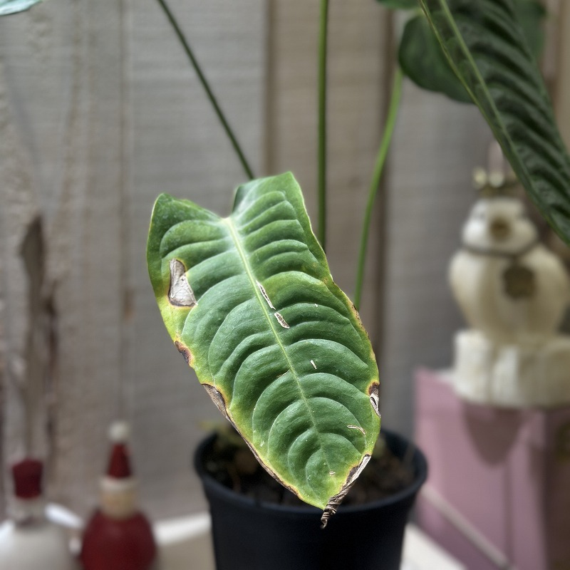 アンスリウム ベイチー(ヴィーチ―) 4号スリット鉢(個体おまかせ1鉢