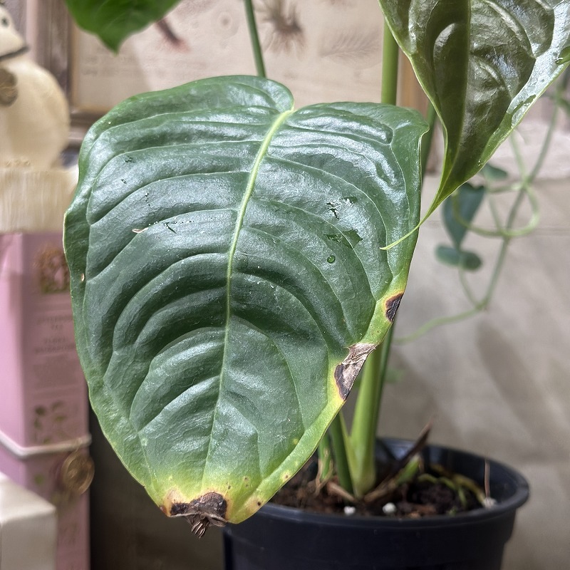 アンスリウム ベイチー(ヴィーチ―) 4号スリット鉢(個体おまかせ1鉢