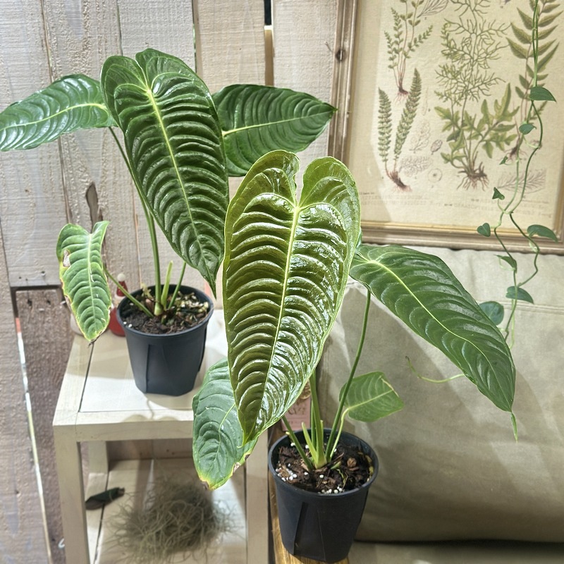 アンスリウム ベイチー(ヴィーチ―) 4号スリット鉢(個体おまかせ1鉢