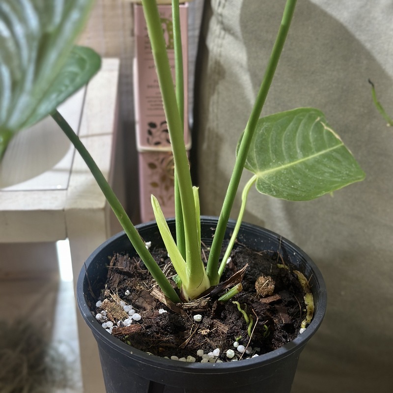 アンスリウム ベイチー(ヴィーチー) 4号スリット鉢(個体おまかせ1鉢