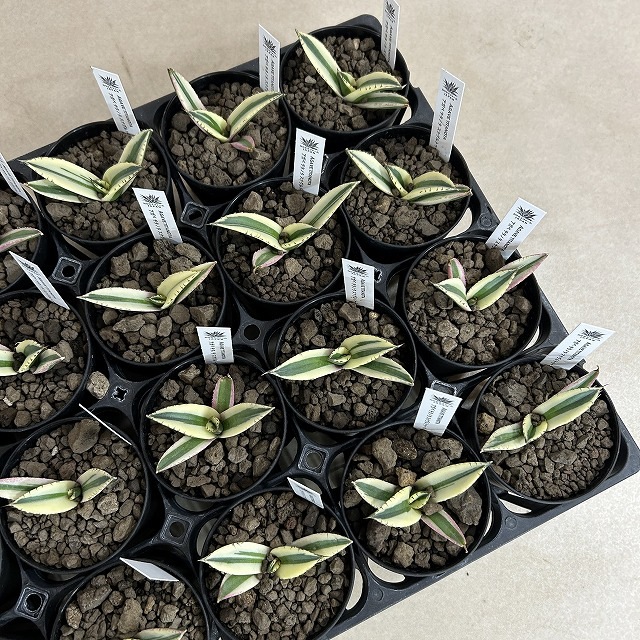 斑入りアガベ チタノタ スナグルトゥース 3号硬質ロング(個体おまかせ1