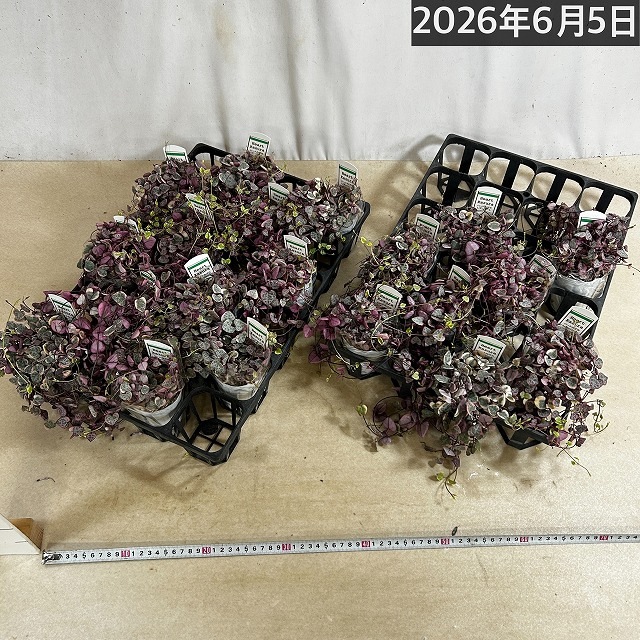 ハートカズラ ピンクのラブチェーン セミロングタイプ 2.5号ポット