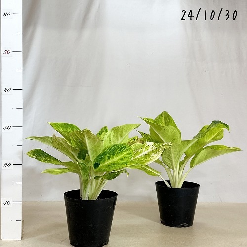 アグラオネマ ライムグリーン 6号｜芳樹園オンラインショップ