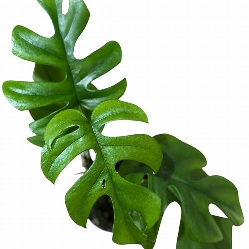 ヒメモンステラ(ラフィドフォラ テトラスペルマ) 3.5号ポット