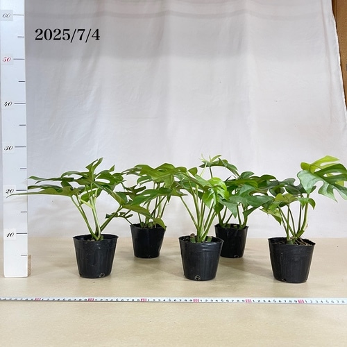 まりもの手様☆お盆セール☆【親株】ラフィドフォラ テトラスペルマ ヒメモンステラ(ラフィドフォラ テトラスペルマ) 3.5号ポット