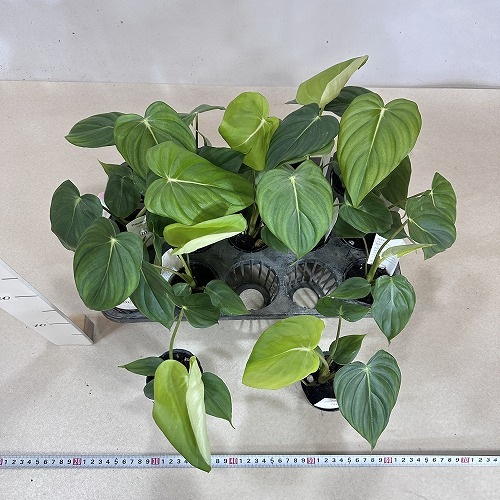 フィロデンドロン マクドウェル 2.5号ポット(個体おまかせ1鉢)｜芳樹園