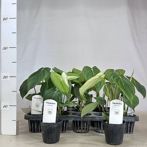 フィロデンドロン マクドウェル 2.5号ポット(個体おまかせ1鉢)｜芳樹園