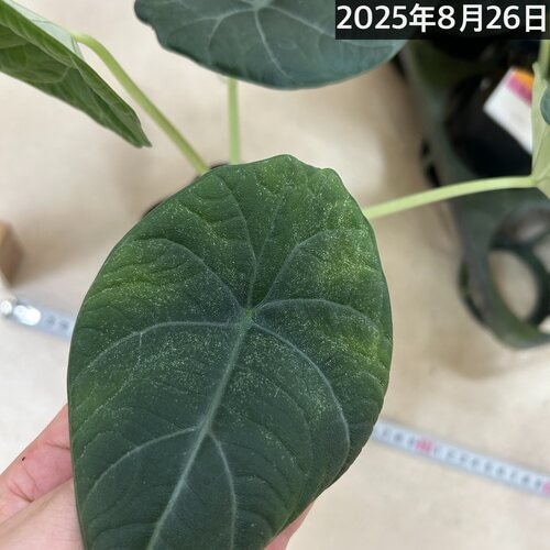 【激レア】【超特価】 アロカシア　マハラニ　斑入り アロカシア マハラニ 3号(個体おまかせ1鉢)｜芳樹園オンライン
