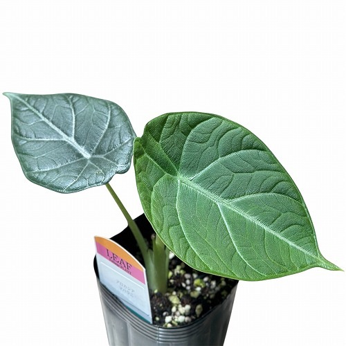 アロカシア マハラニ アルボ アロカシア マハラニ 3号(個体おまかせ1鉢)｜芳樹園オンライン