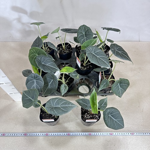 アロカシア マハラニ アルボ アロカシア マハラニ 斑入り - Etsy 日本